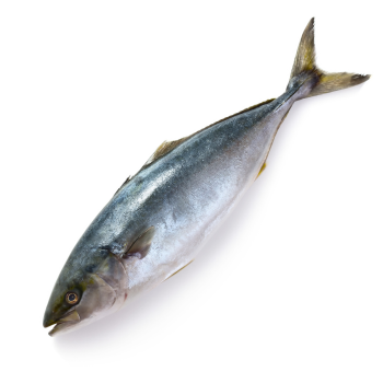 Ryba, tuńczyk, surowy