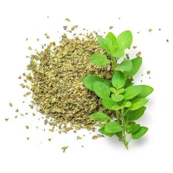 Oregano suszone