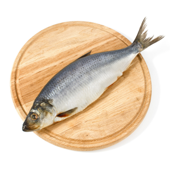 Ryba śledź Atlantycki