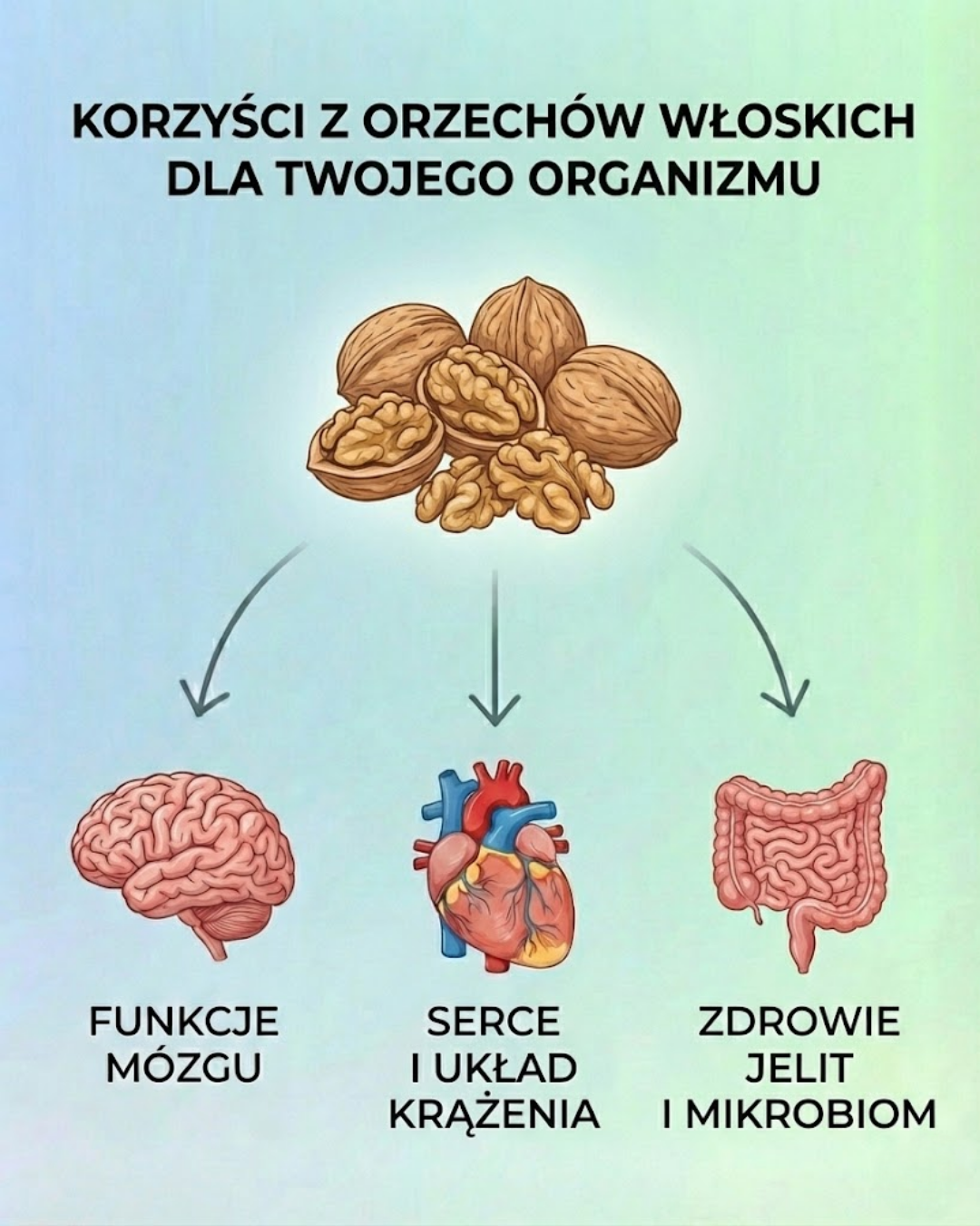 Korzyści z orzechów włoskich dla organizmu