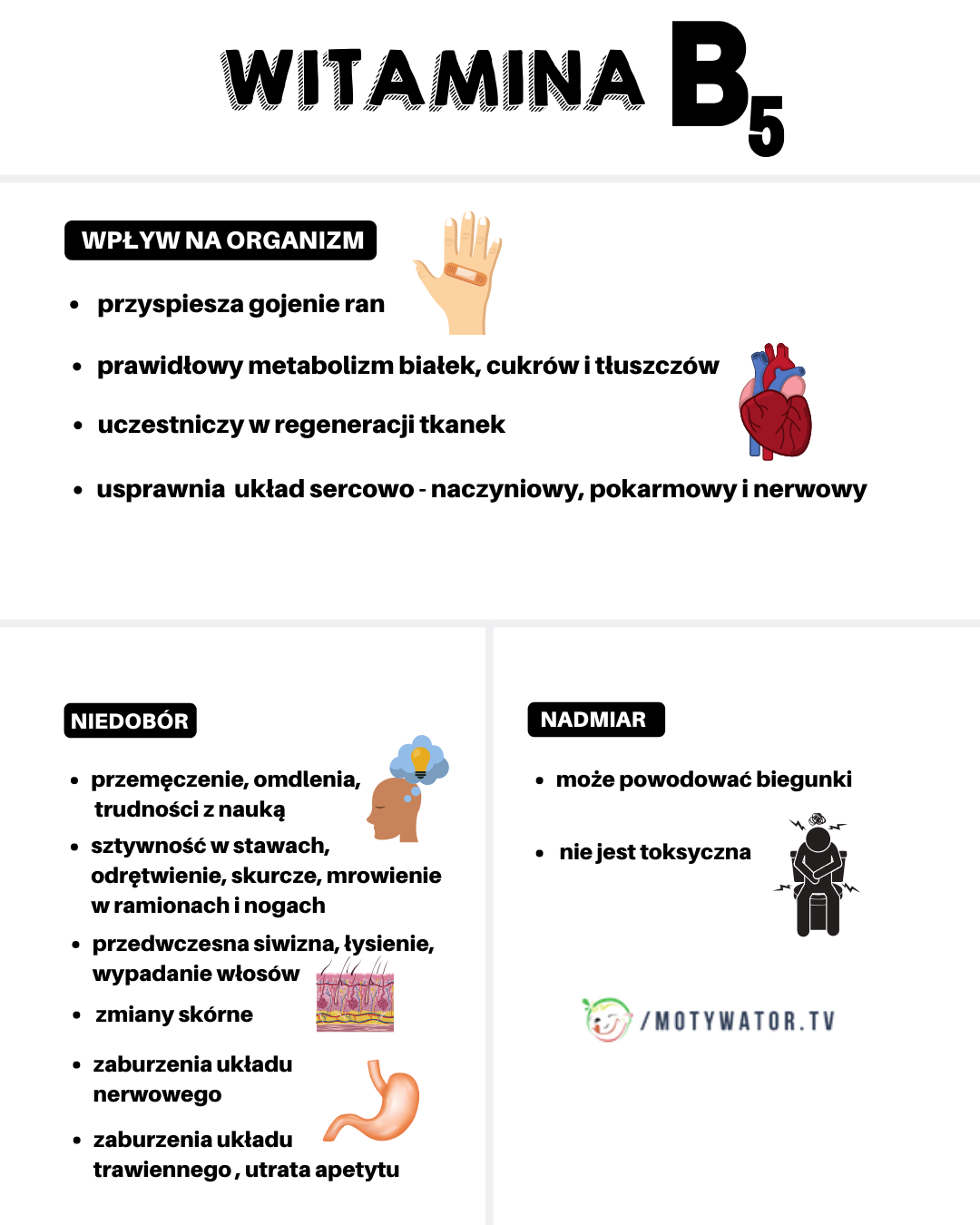 Witamina B5 – wpływ na organizm, niedobór, nadmiar