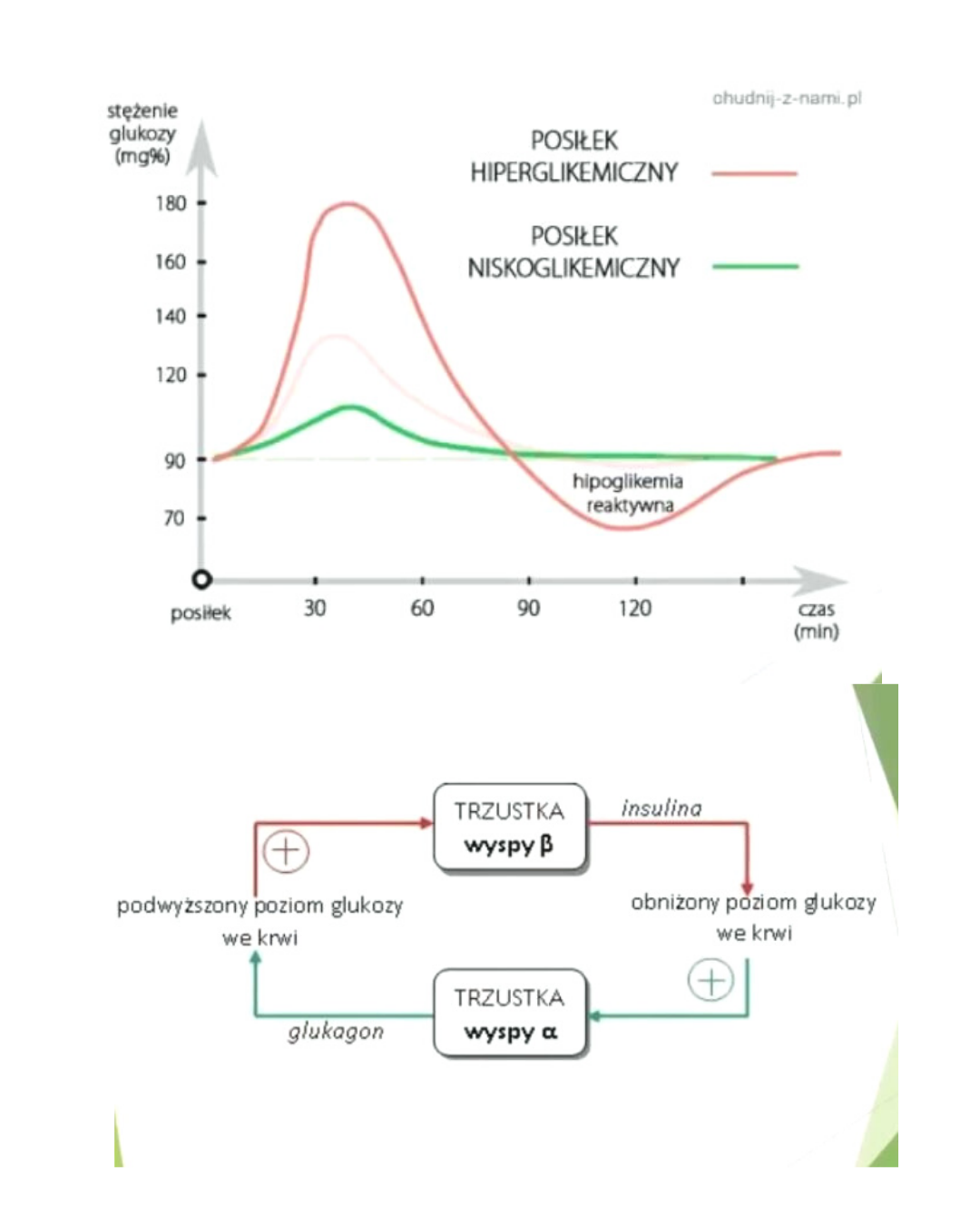 Różnica między węglowodanami a kwasami tłuszczowymi, co wpływa na nasz organizm , że tyjemy