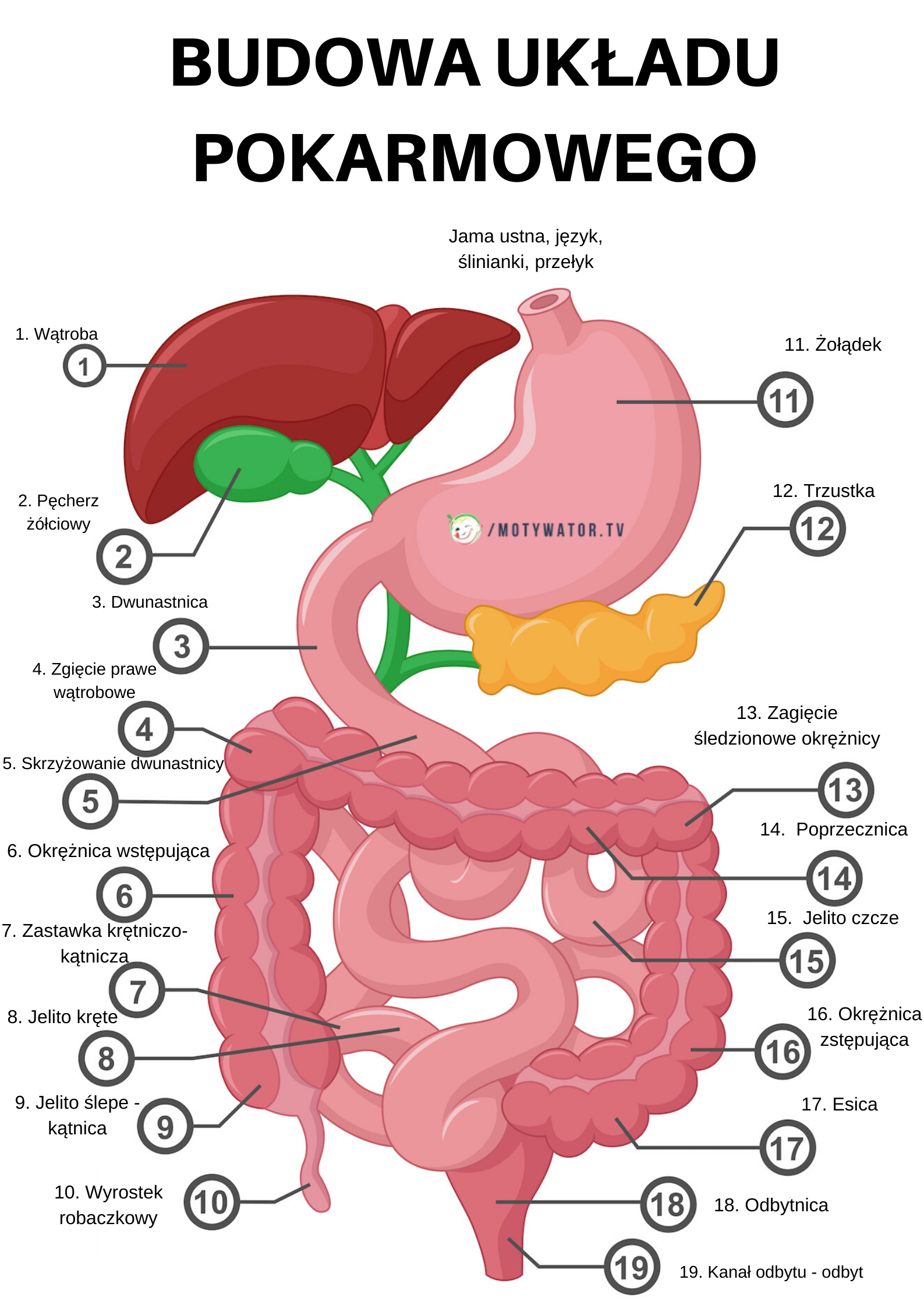 Budowa układu pokarmowego