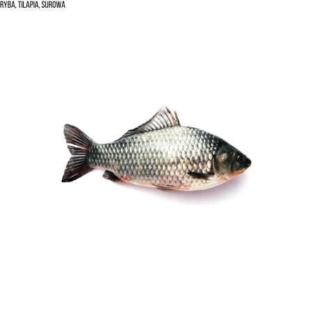Ryba, tilapia, surowa