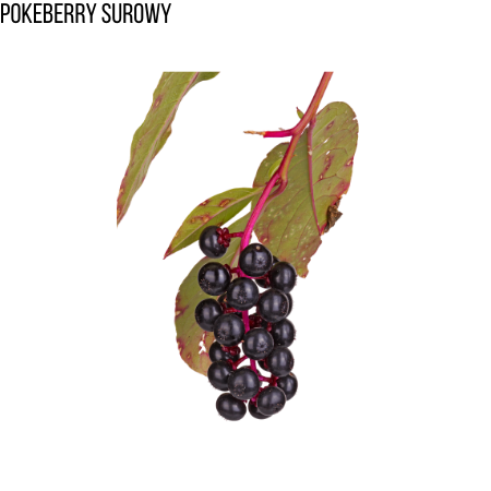 Szkarłatka, Pokeberry,surowy