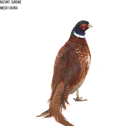 Bażant, surowe mięso i skóra