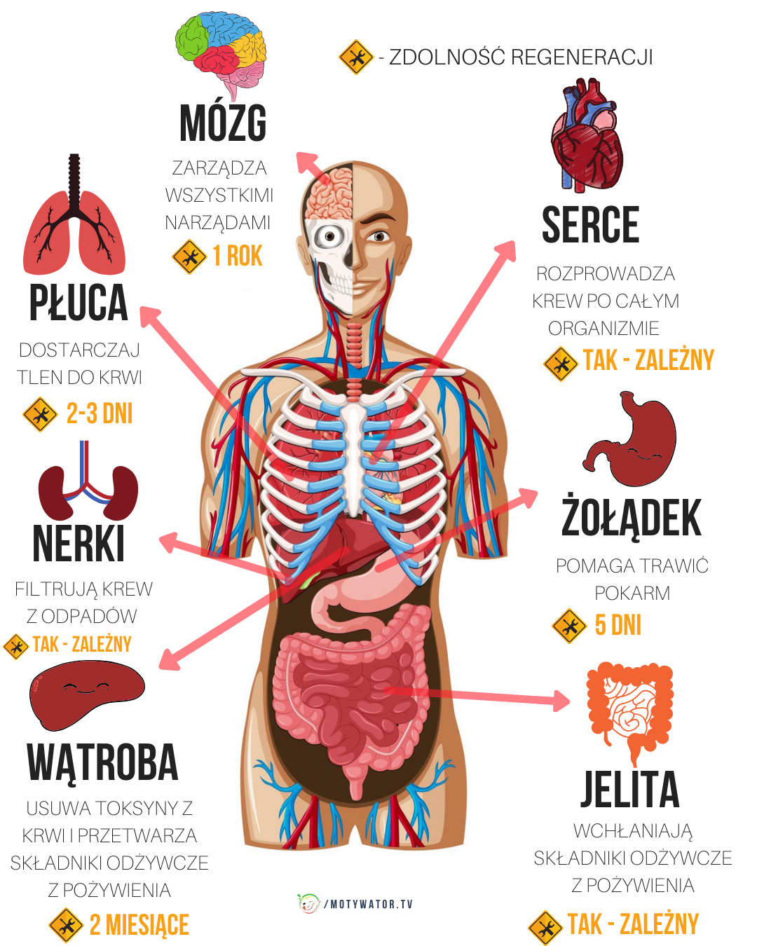 Zdolność regeneracji tkanek poszczególnych organów