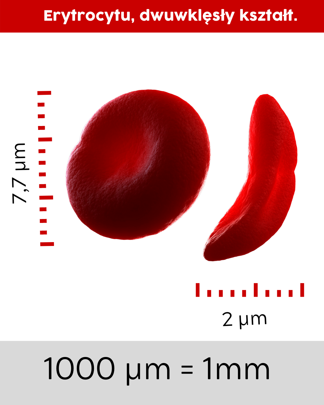 Wygląd i rozmiar erytrocytu