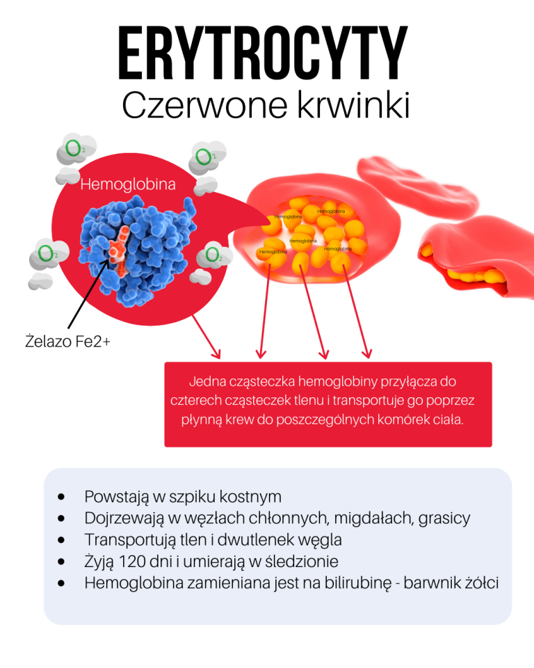 Jaką Funkcję Mają Erytrocyty Czerwone Krwinki Motywatortv 2209