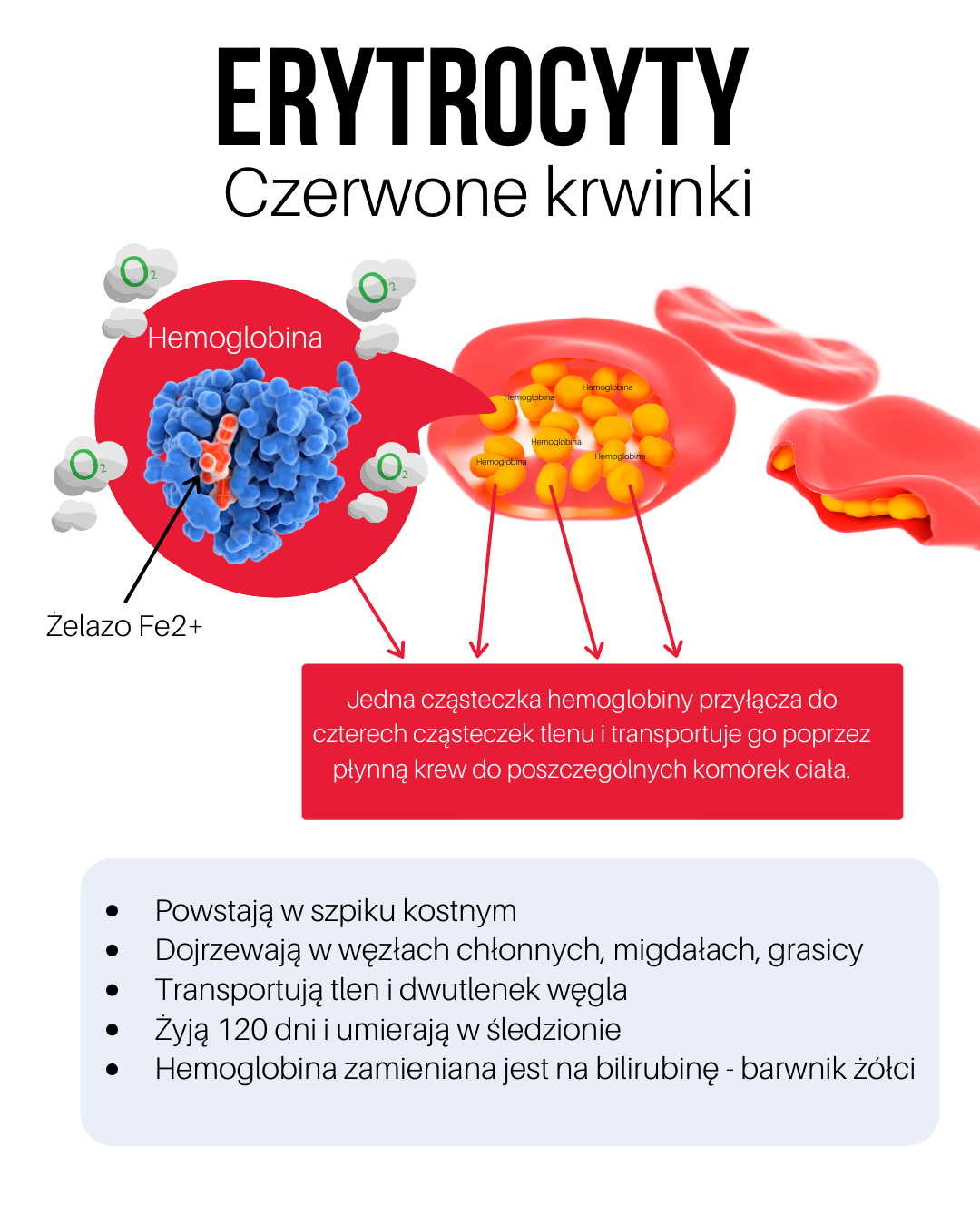 Jaką funkcję mają erytrocyty - czerwone krwinki?