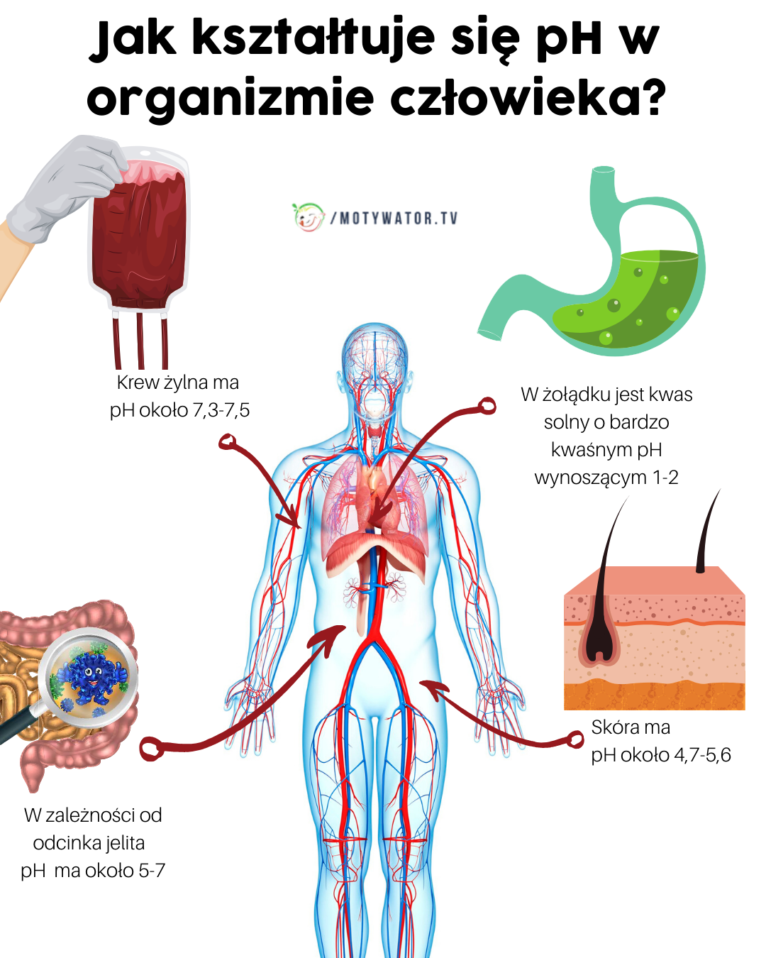 Jak kształtuje się ph w organizmie człowieka?