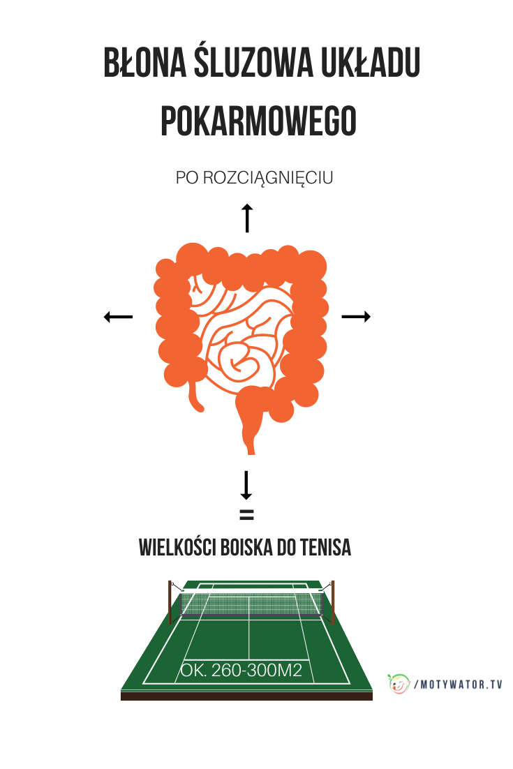 Ciekawostki na temat jelit