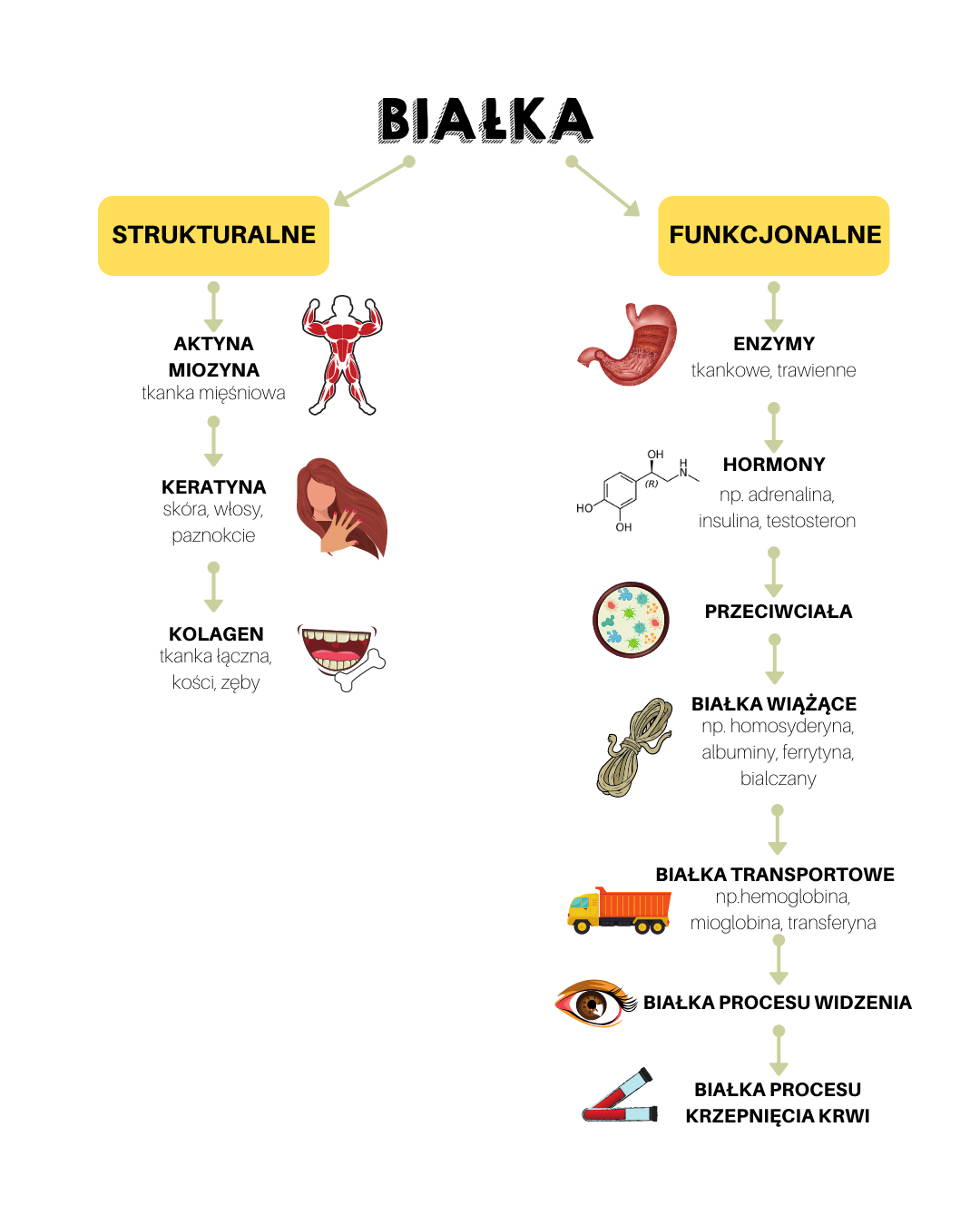 Podział białek strukturalnych i funkcjonalnych