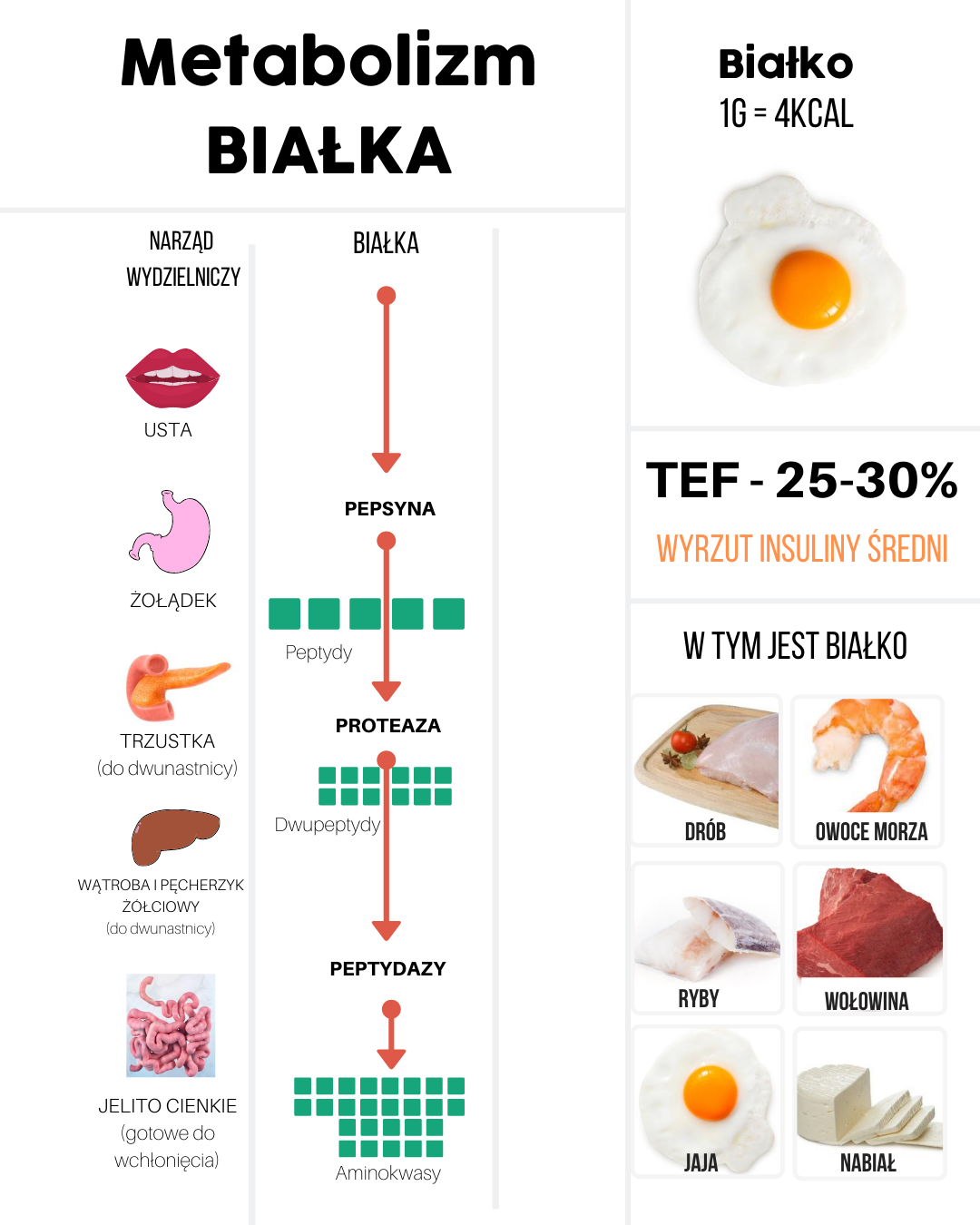 Metabolizm białka