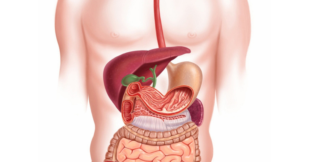 Budowa układu pokarmowego - jak działa żołądek, wątroba, trzustka, jelita?
