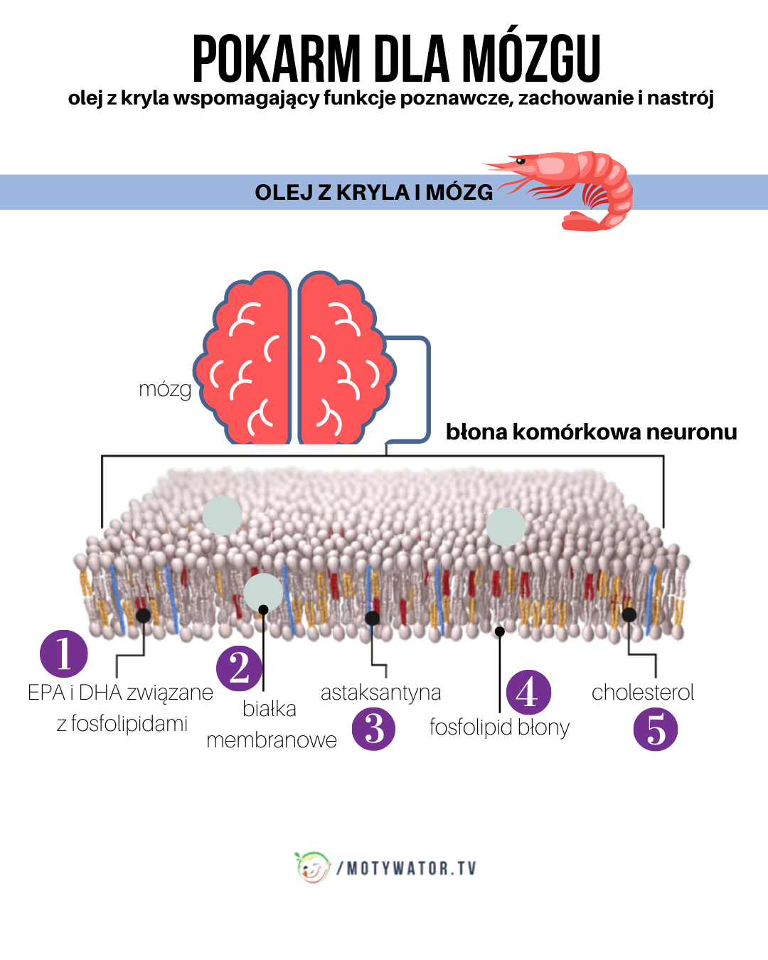 Pokarm dla mózgu - część 4