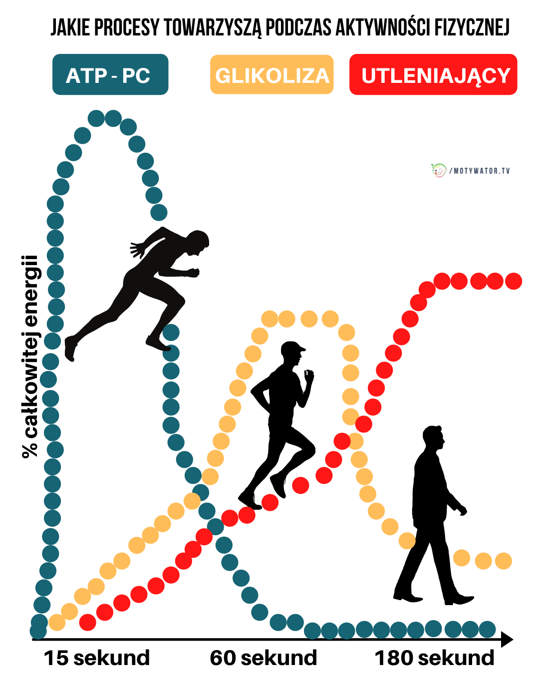 Jakie procesy towarzyszą podczas aktywności fizycznej