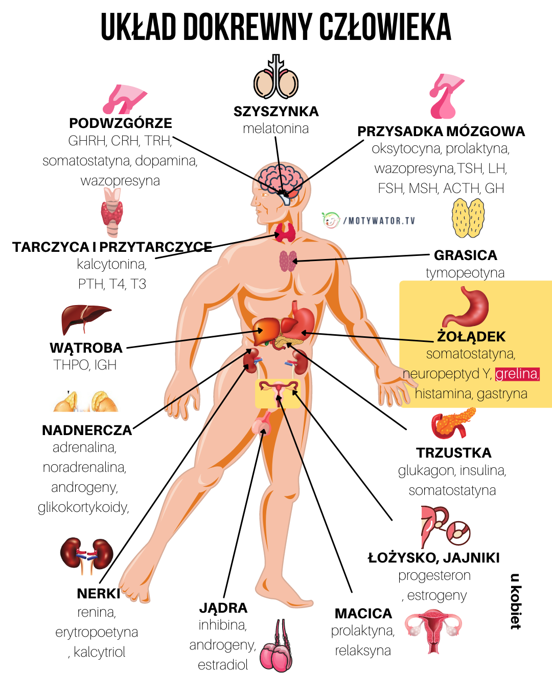 Grelina – hormon głodu. Jak nad nim panować?