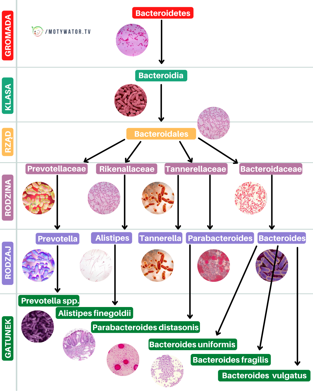 Przegląd bakterii jelitowych - część 1