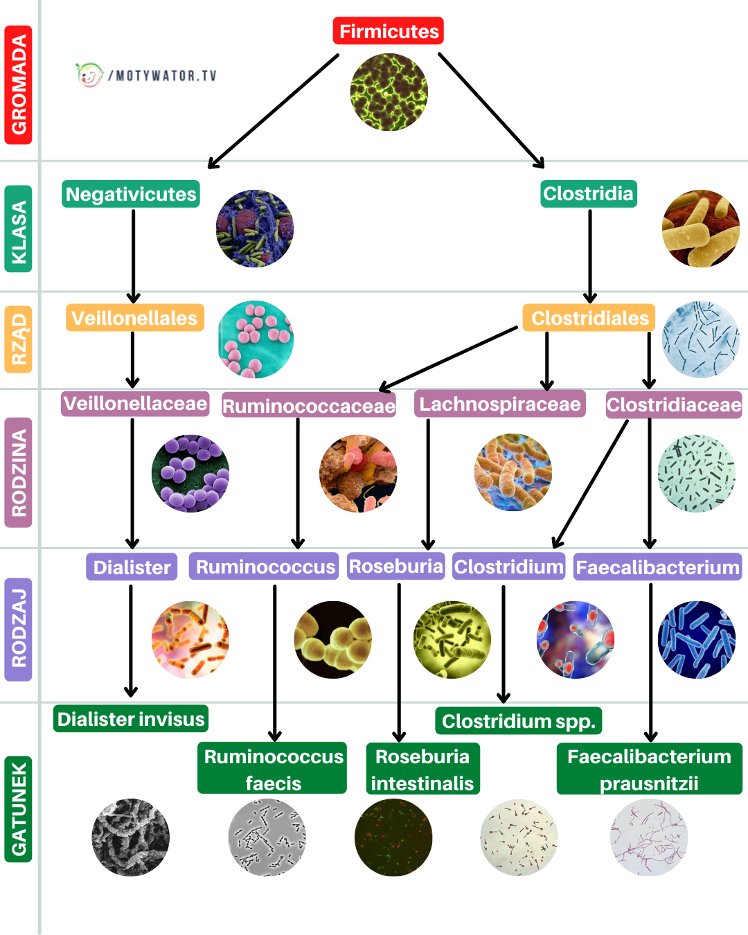 Przegląd bakterii jelitowych - część 2
