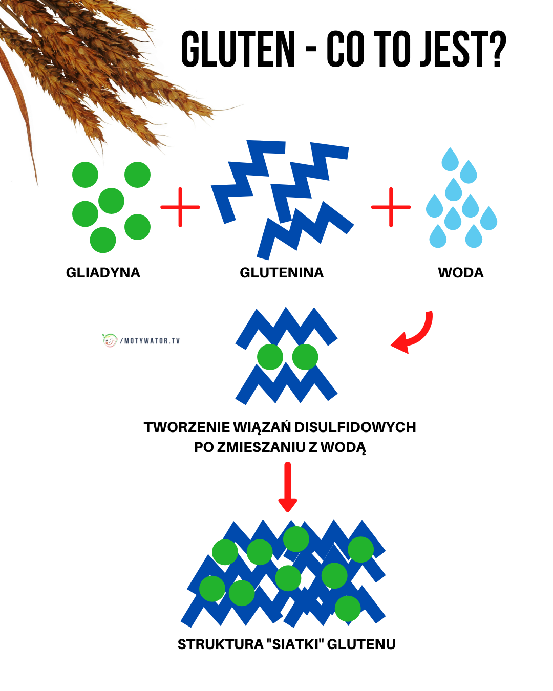 Gluten - co to jest ?