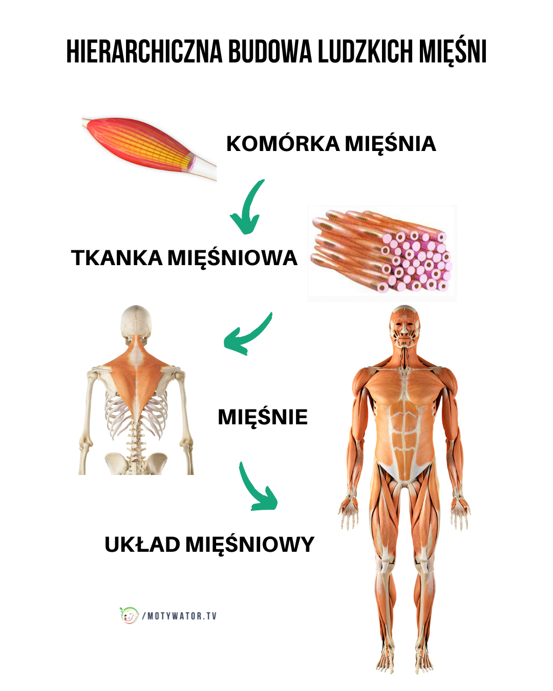 Hierarchiczna budowa ludzkich mięśni