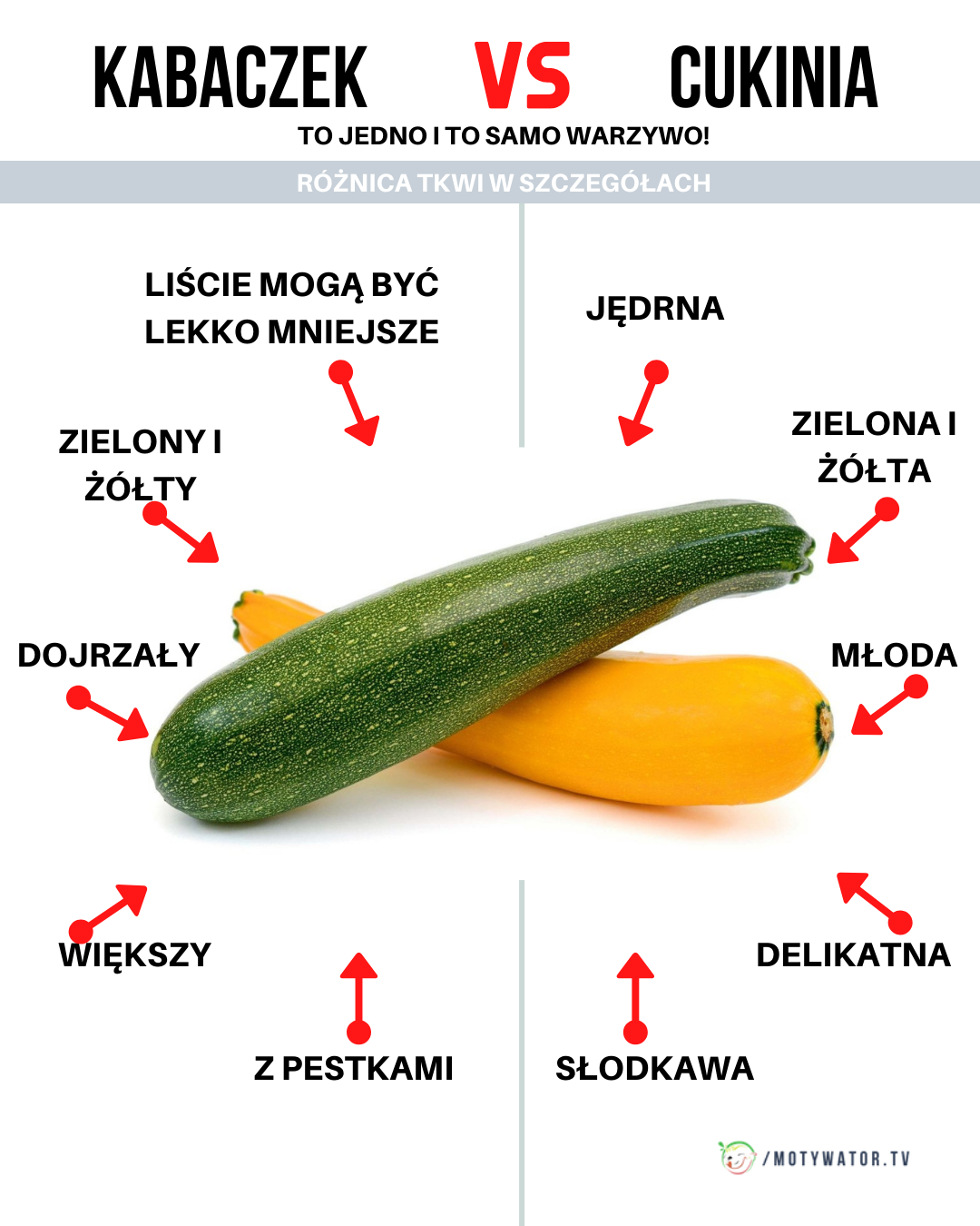 Czym różni się kabaczek od cukini
