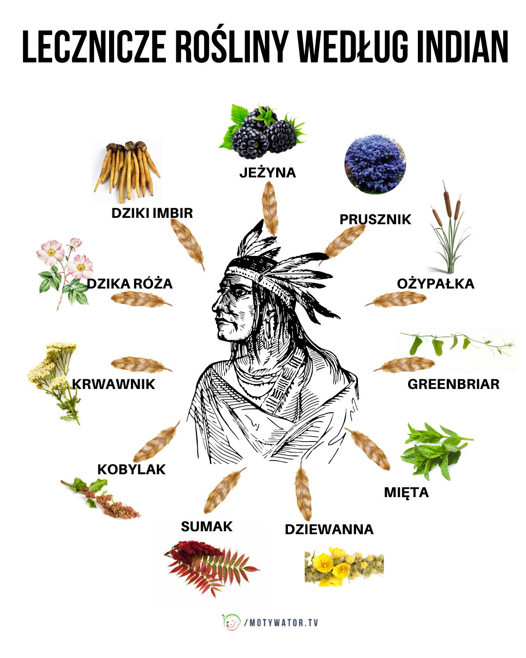 Lecznicze rośliny według indian
