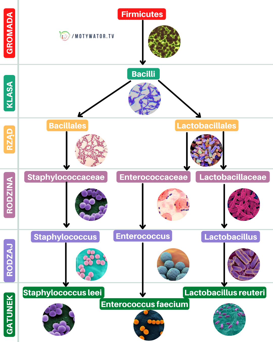 Przegląd bakterii jelitowych - część 3