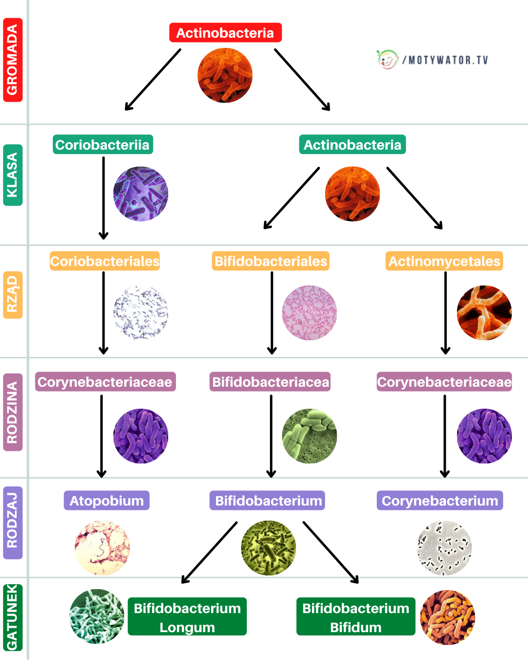 Przegląd bakterii jelitowych - część 4