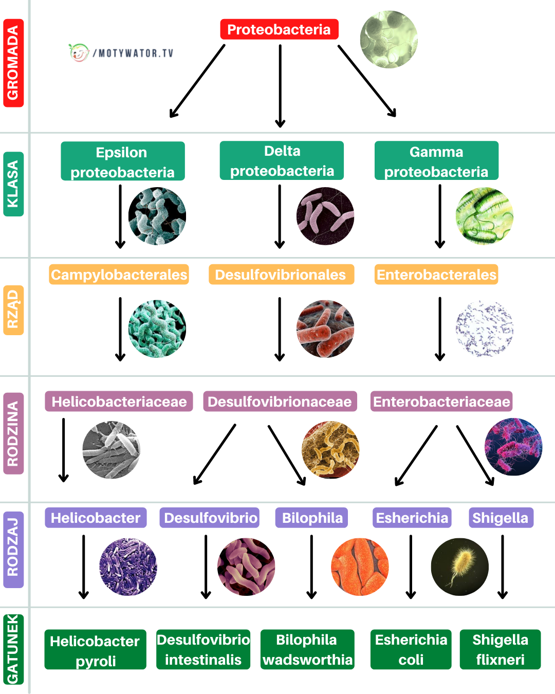 Przegląd bakterii jelitowych - część 5
