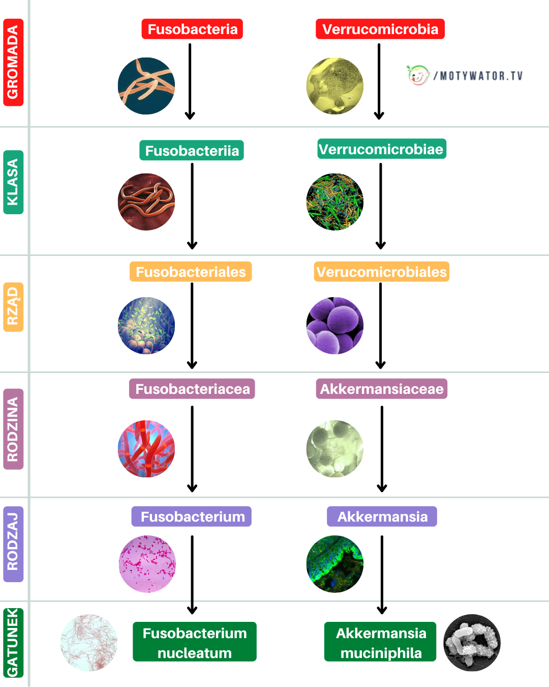 Przegląd bakterii jelitowych - część 6