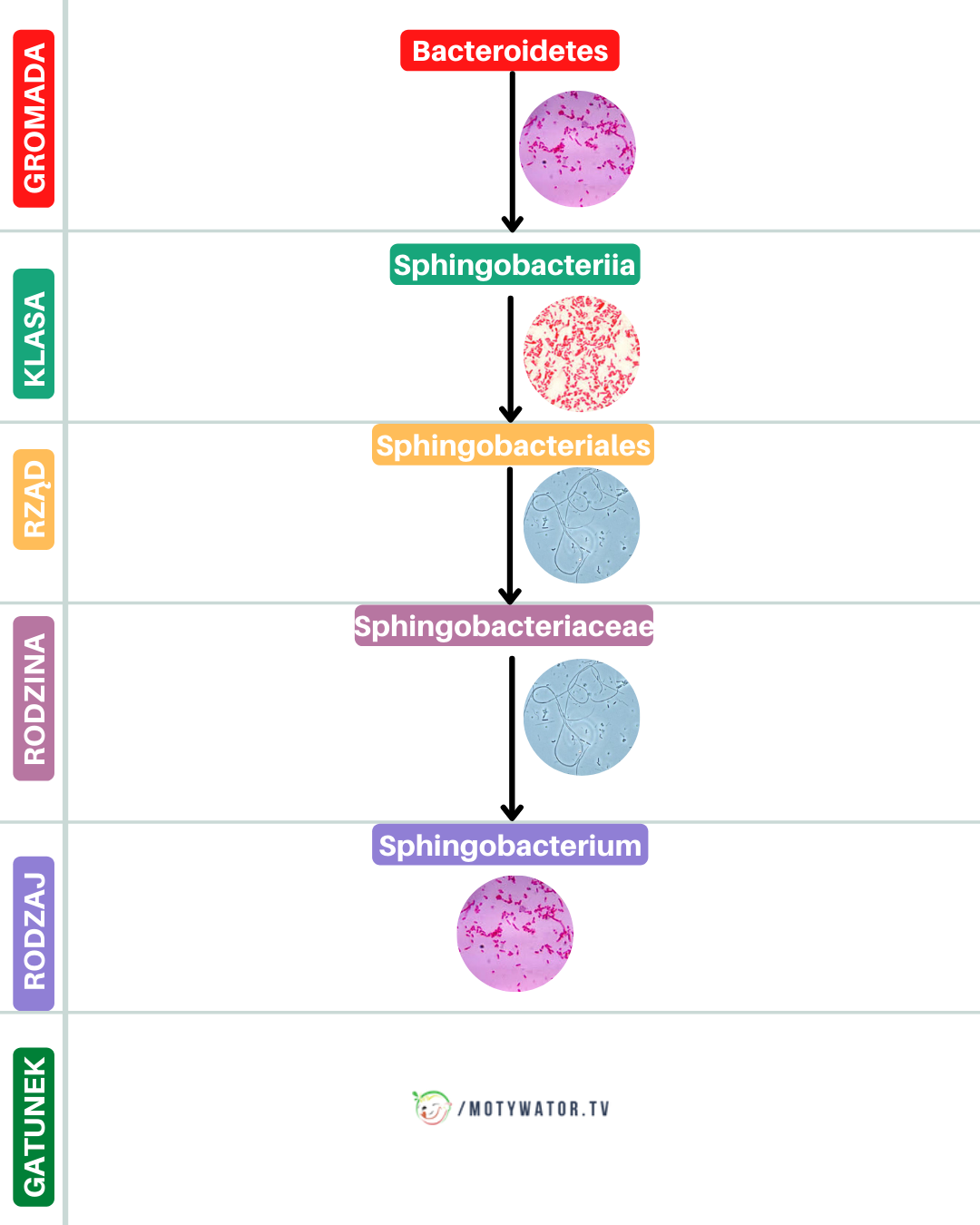 Przegląd bakterii jelitowych - część 7