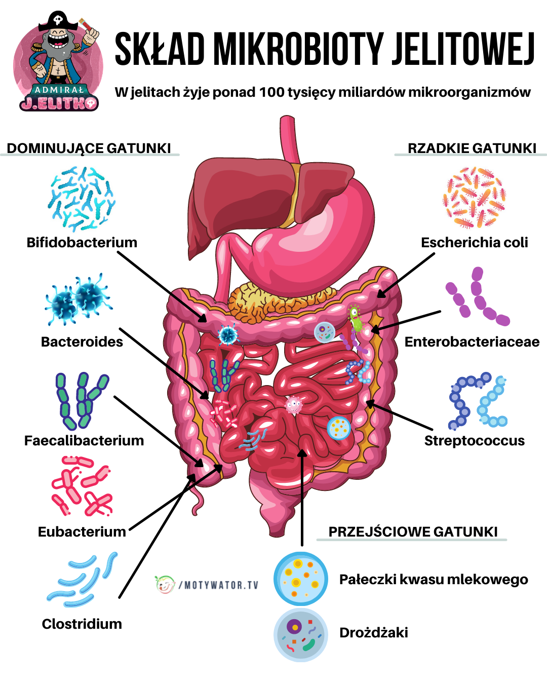 Skład mikrobioty jelitowej