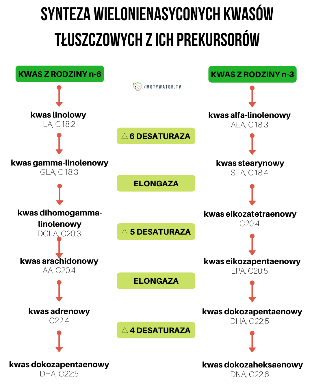 Synteza wielonienasyconych kwasów tłuszczowych z ich prekursorów