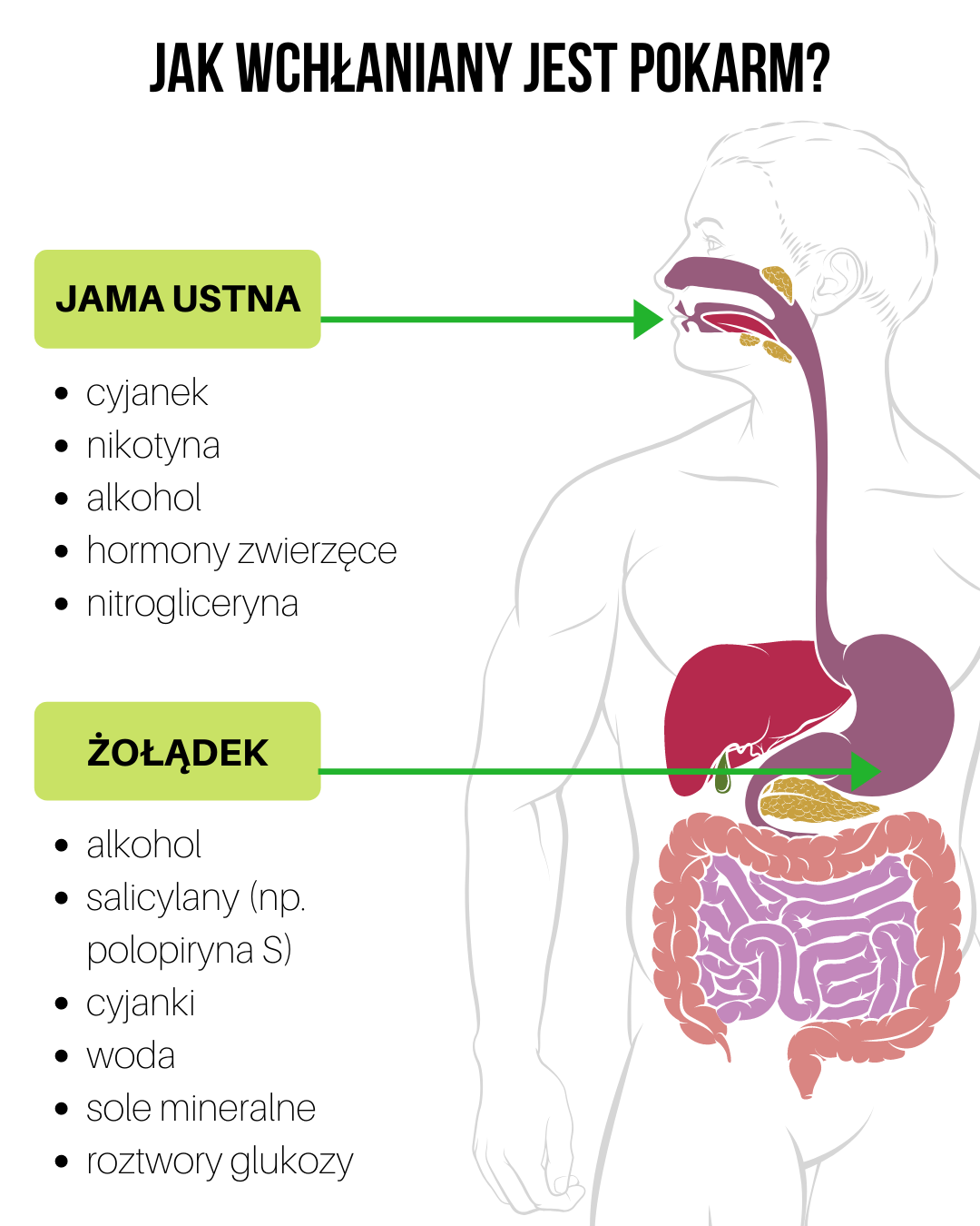 Układ trawienny - część 2