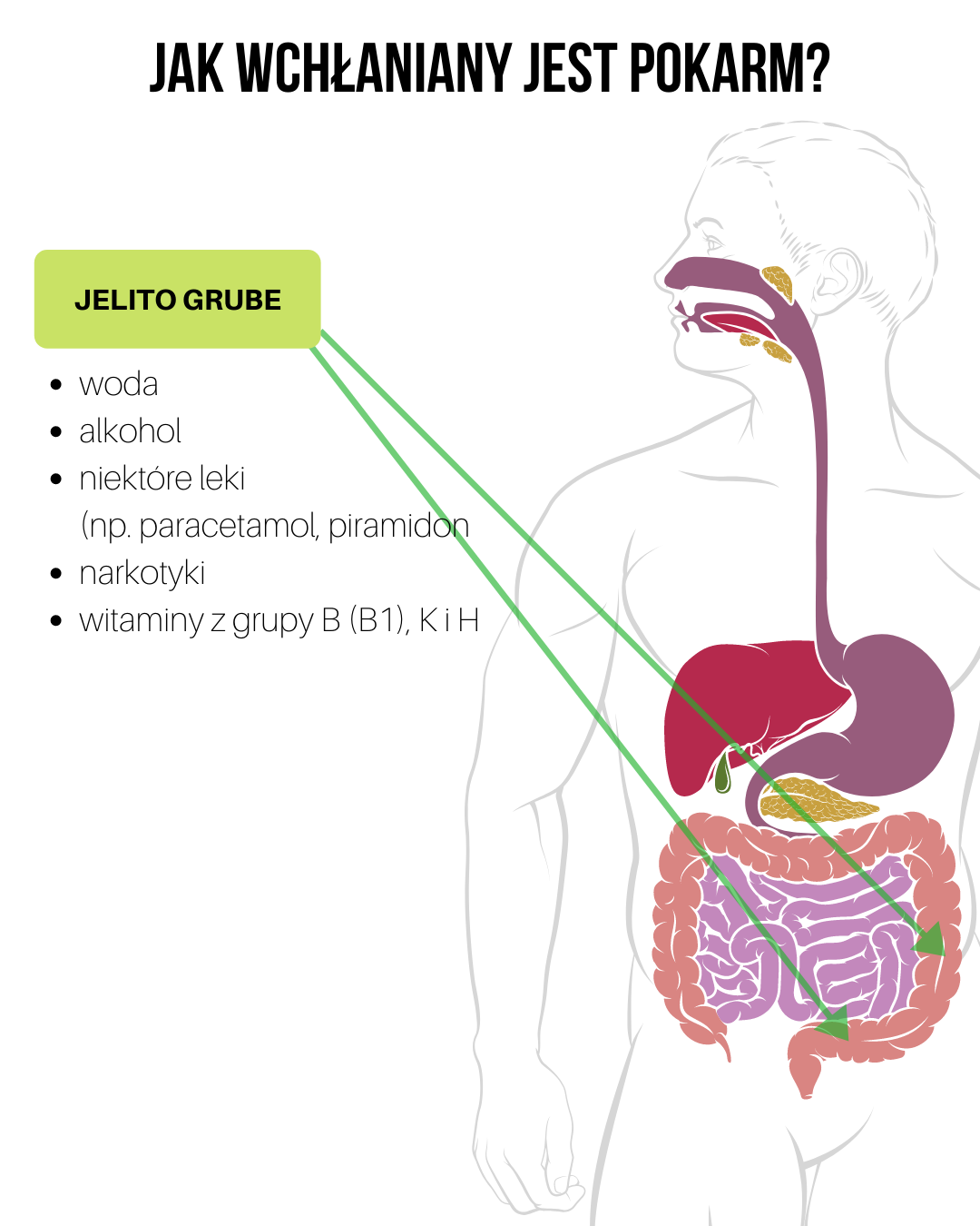 Układ trawienny - część 4
