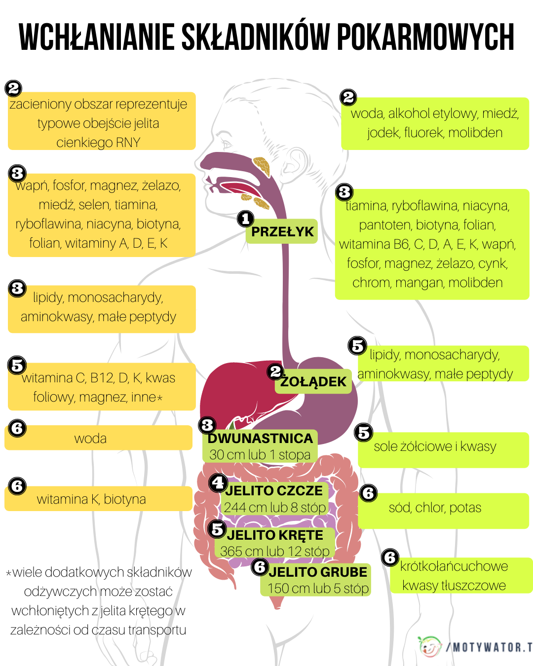 Układ trawienny - część 5