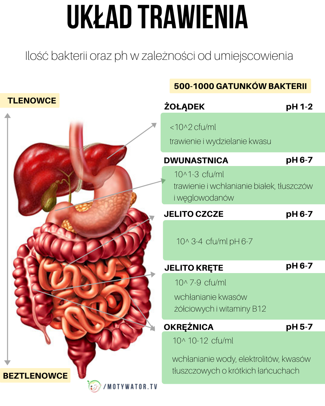 Układ trawienny - część 6