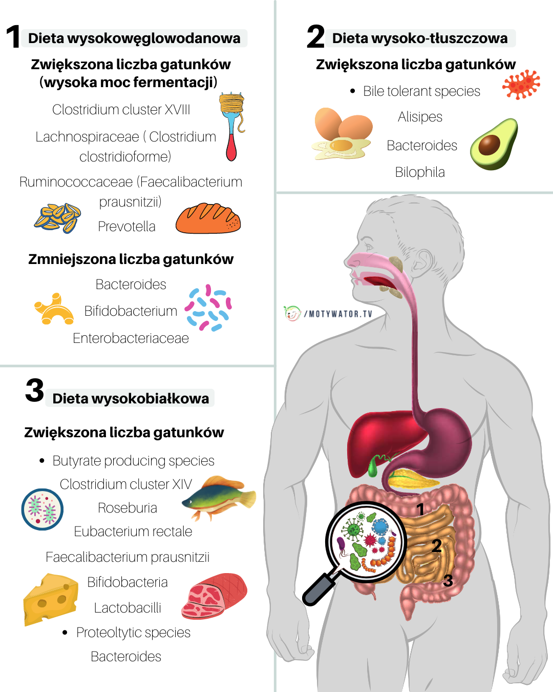 Oddziaływanie bakterii w zależności od rodzaju diety