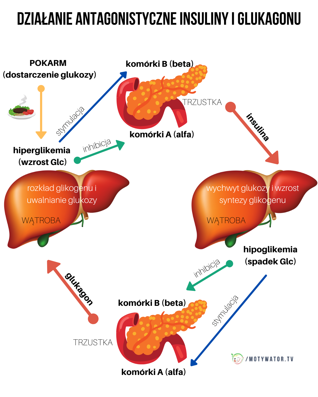 Działanie antagonistyczne insuliny i glukagonu