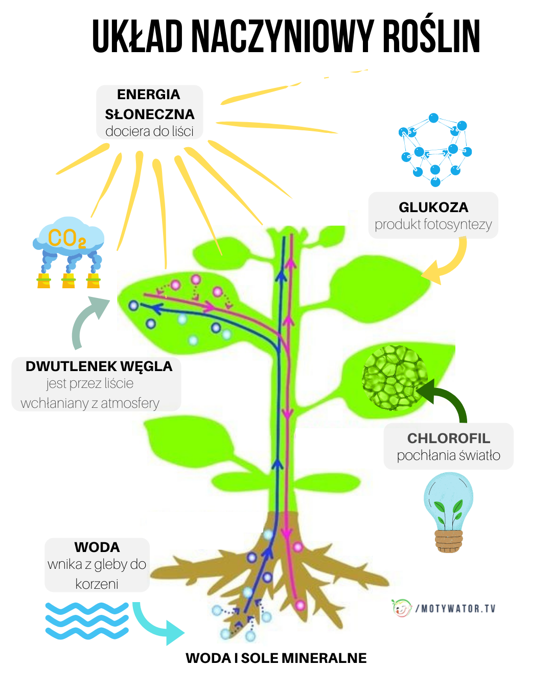 Układ naczyniowy roślin