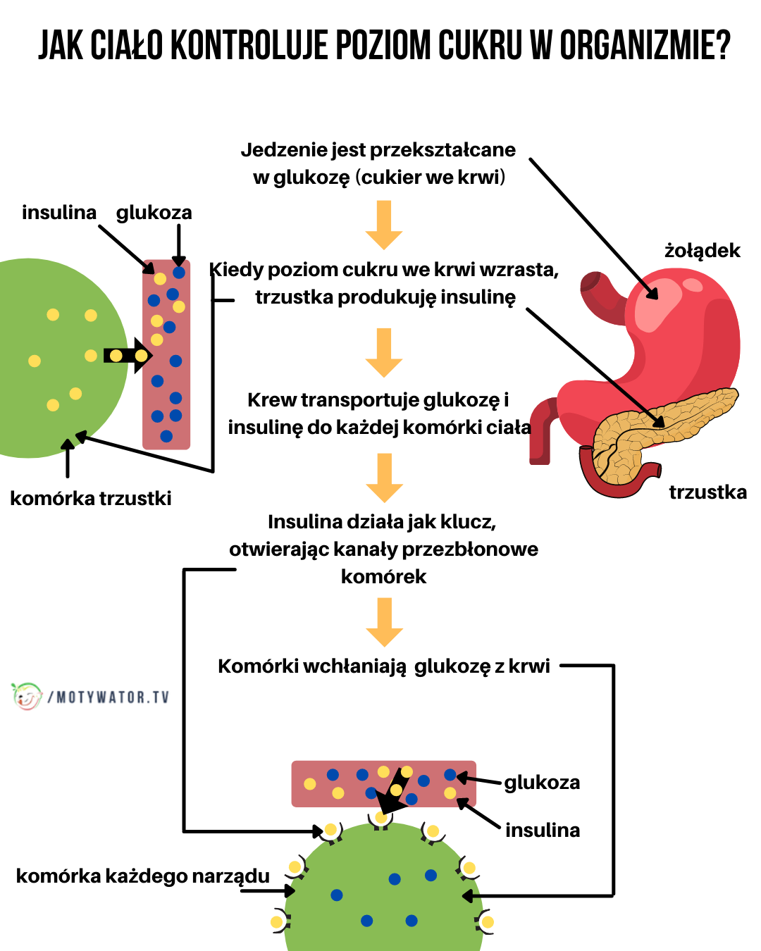 Jak ciało kontroluje poziom cukru w organizmie ?
