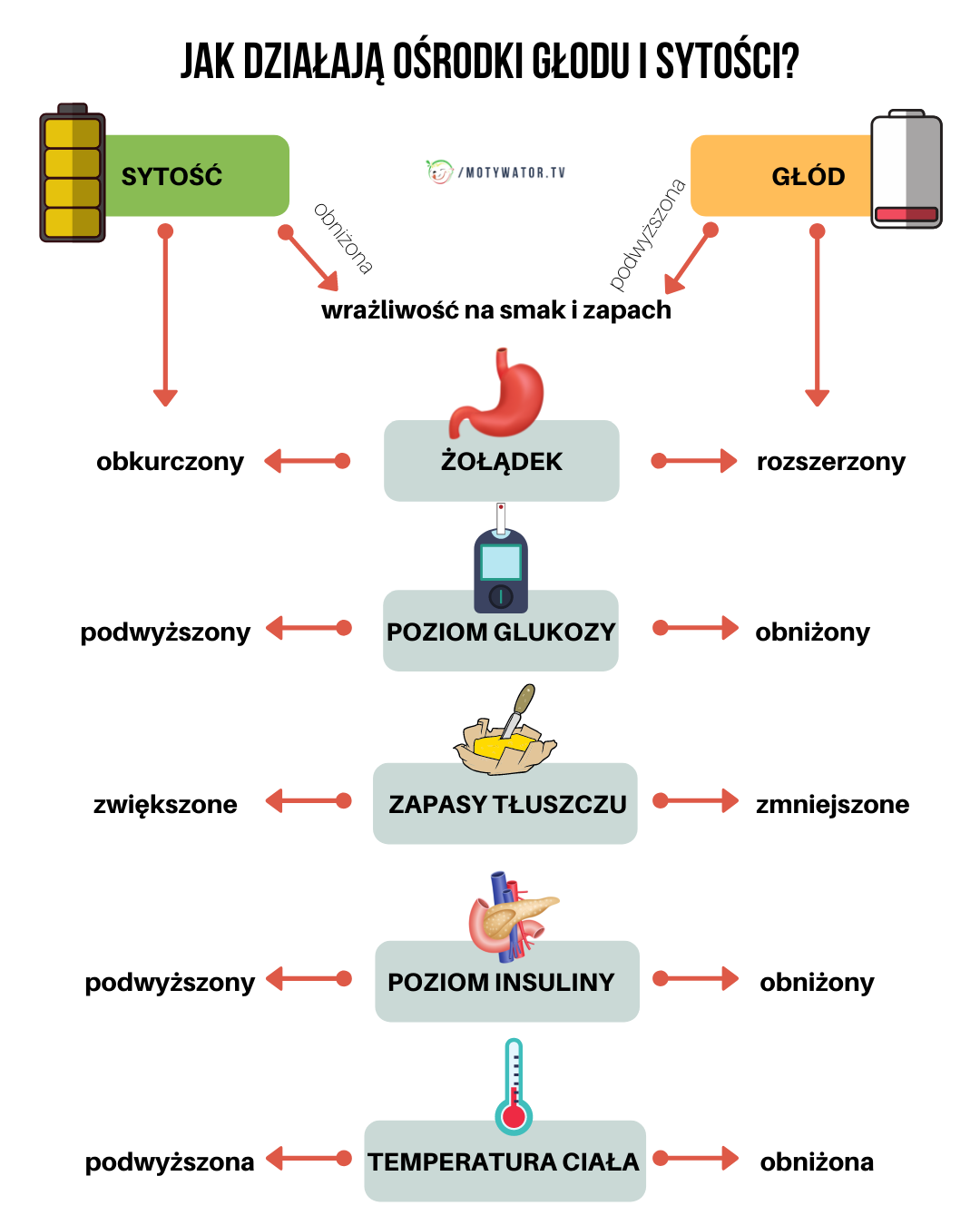Jak działają ośrodki głodu i sytości ?