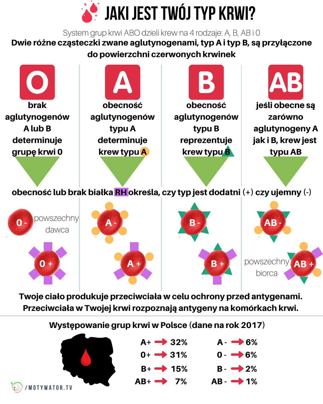 Jaki jest twój typ krwi ?