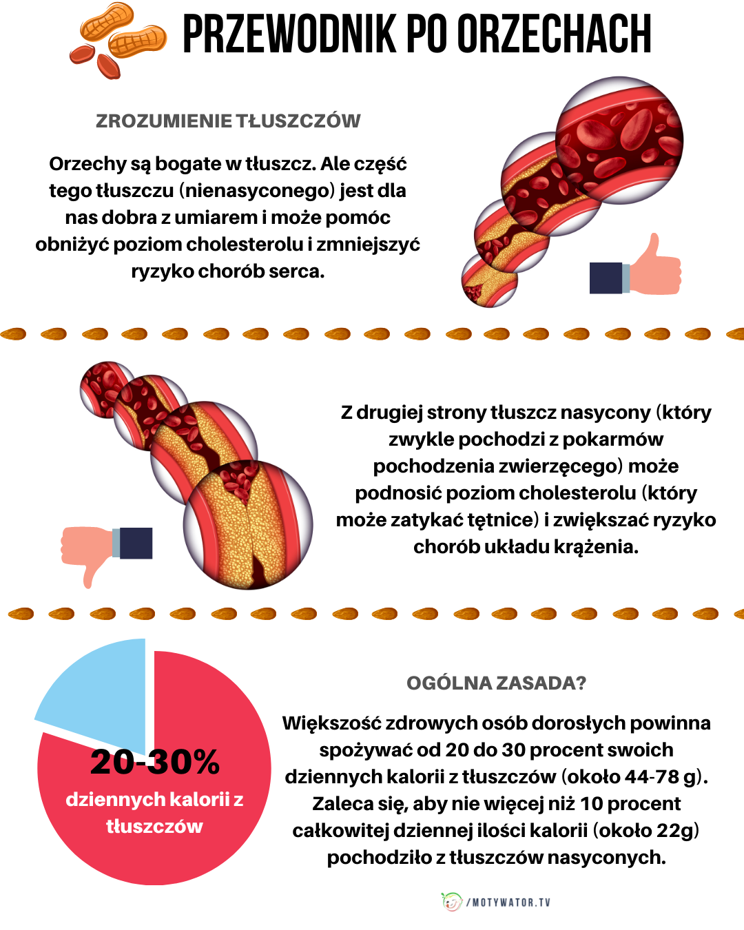 Przewodnik po orzechach - część 6