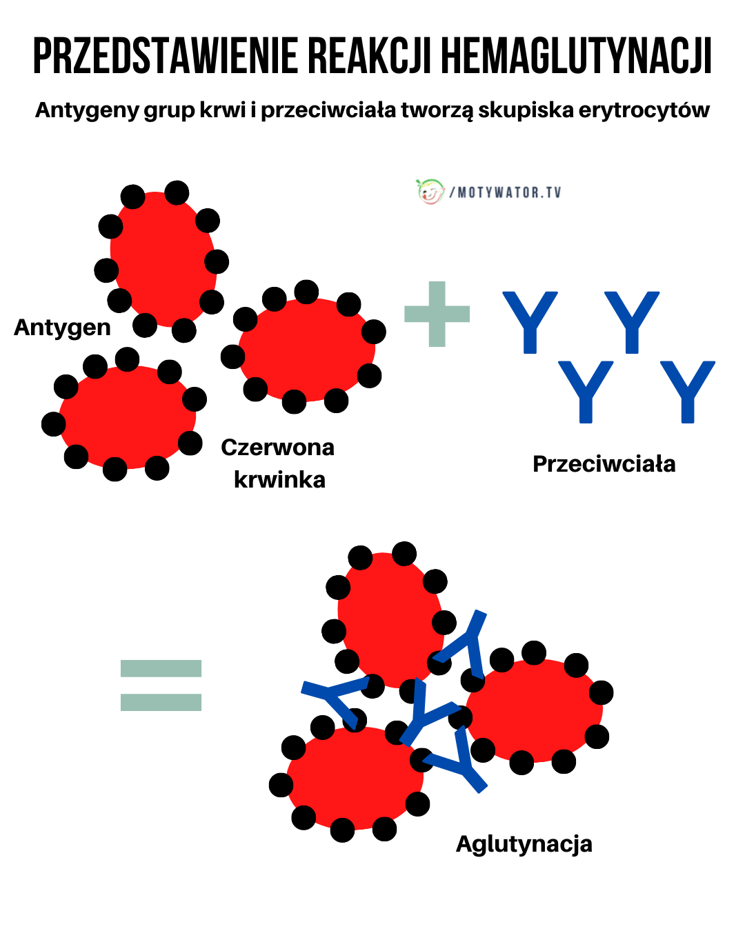 Co to jest reakcja hemaglutynacji ?