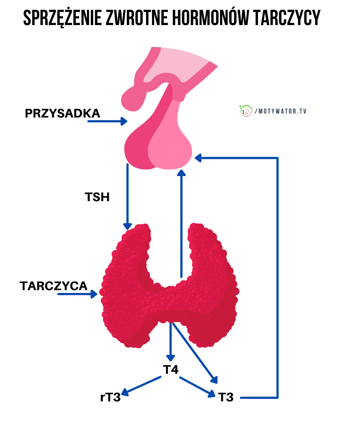 Sprzężenie zwrotne hormonów tarczycy