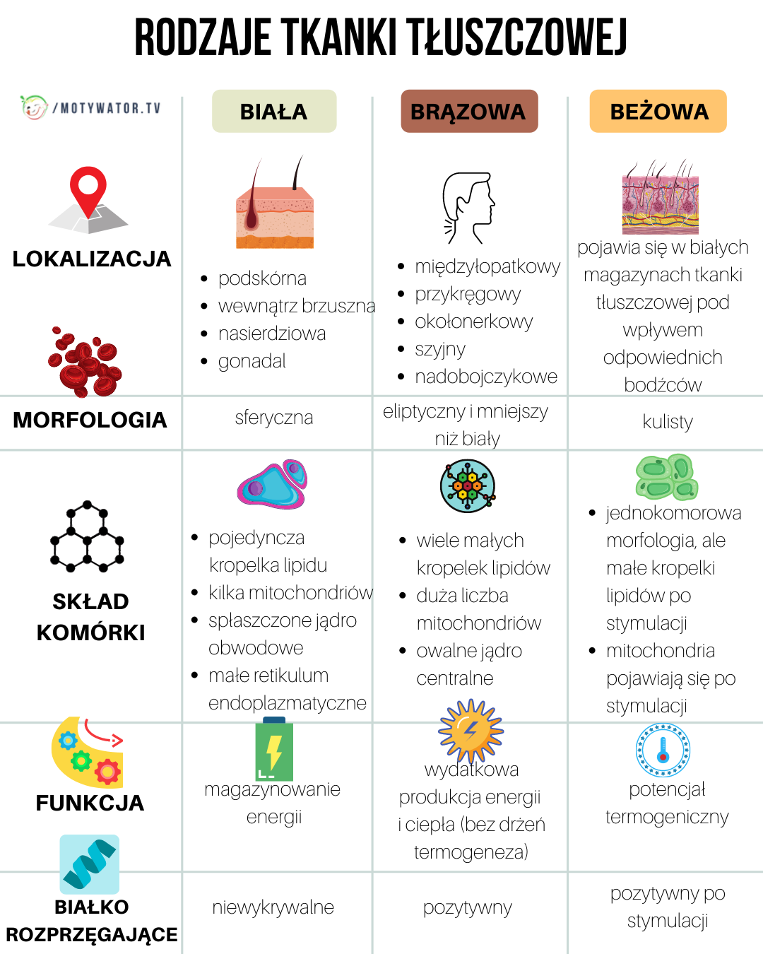 Rodzaje tkanki tłuszczowej