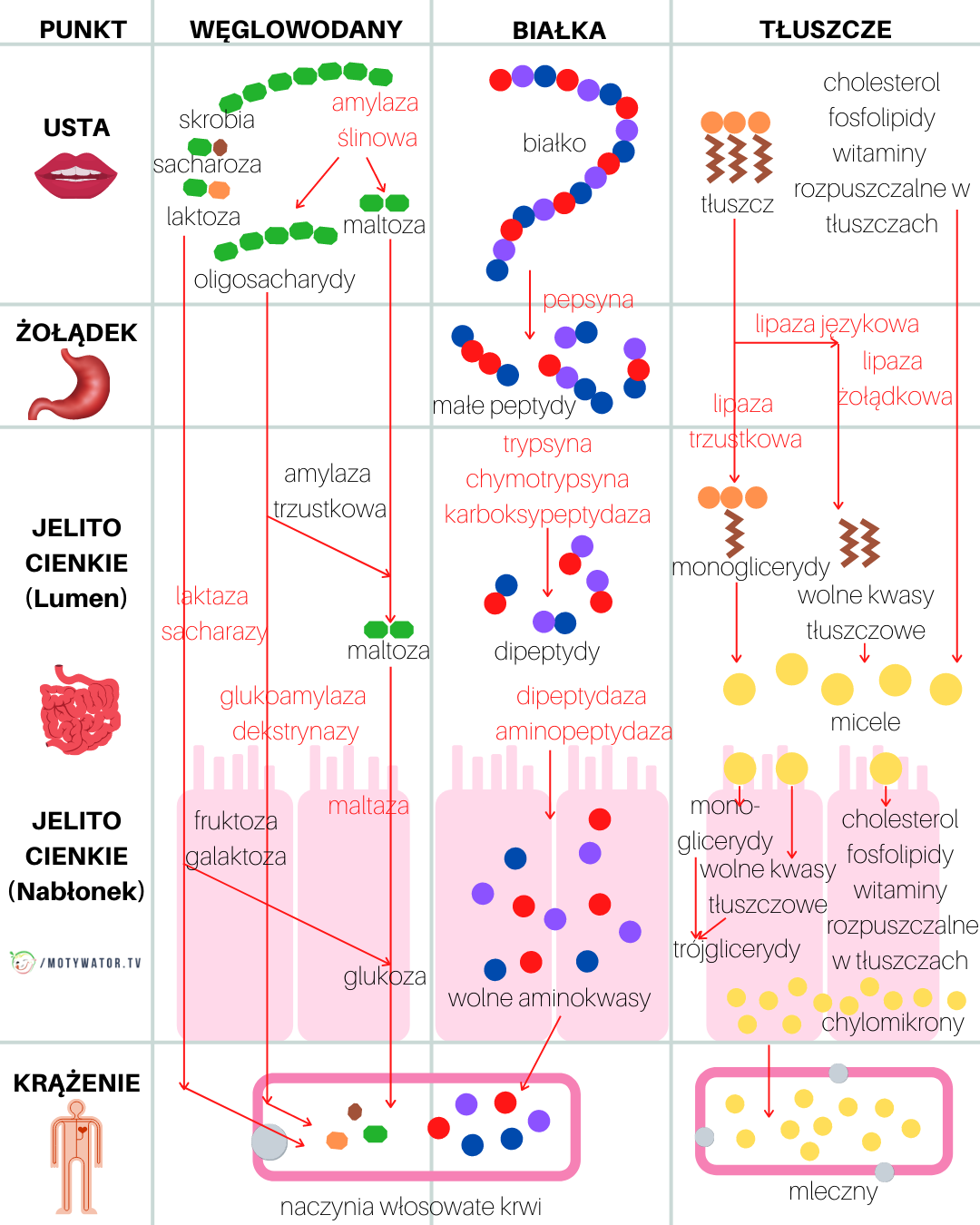 Trawienie węglowodanów, białek i tłuszczy